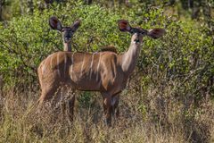 Großer Kudu - weiblich