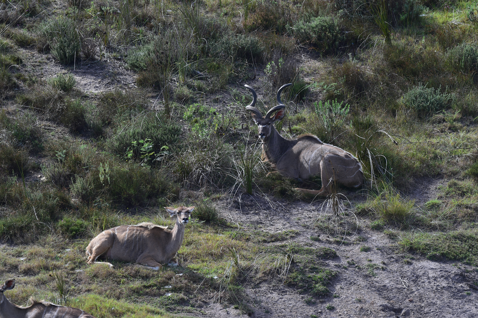 Großer Kudu..............120_5123