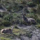 Großer Kudu..............120_5123