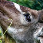 Grosser Kudu_2