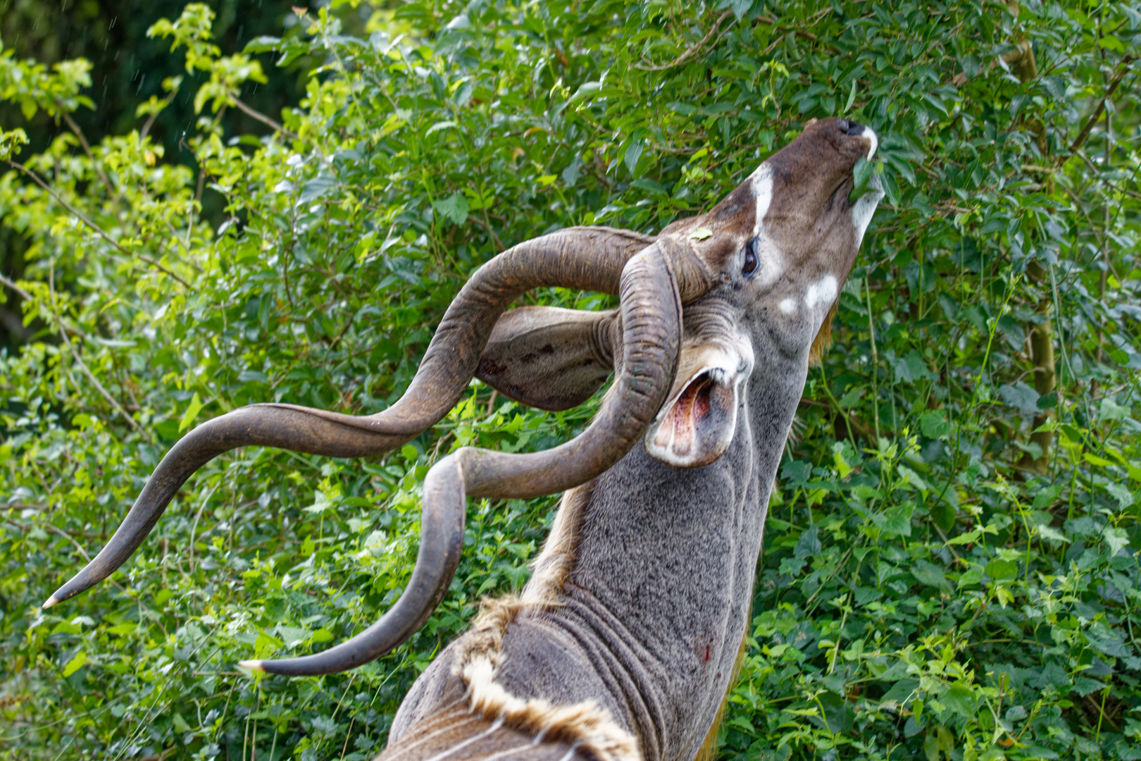 Grosser Kudu_3