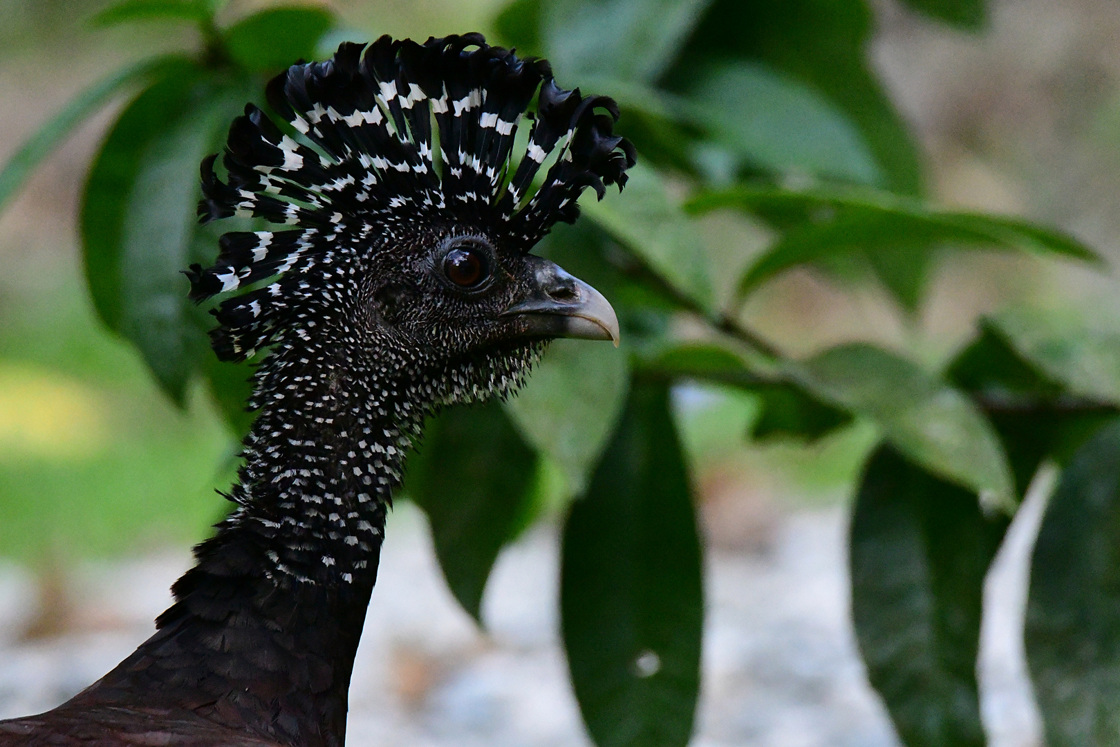 Grosser Kürassow