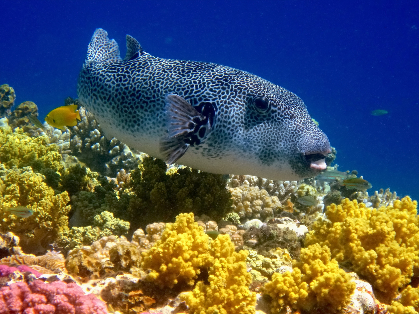 großer Kugelfisch (Marsa Alam)