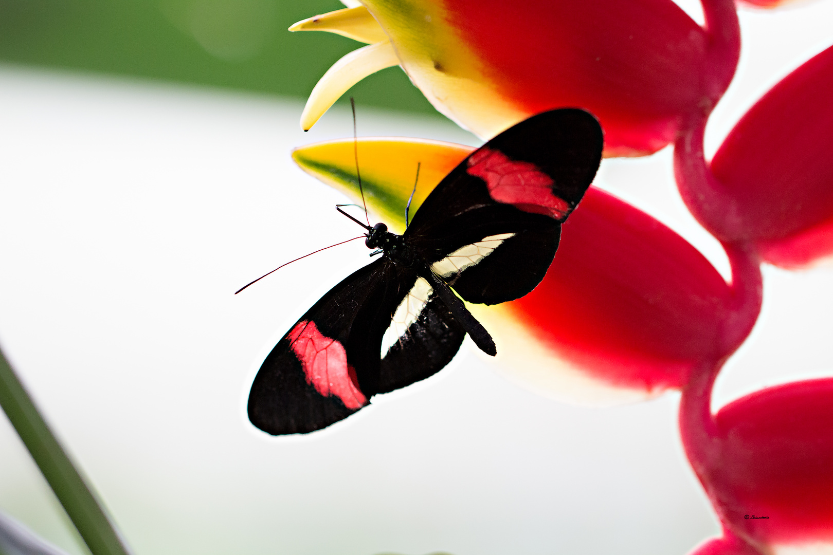 Großer Kurier (Heliconius melpomene)