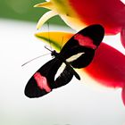 Großer Kurier (Heliconius melpomene)