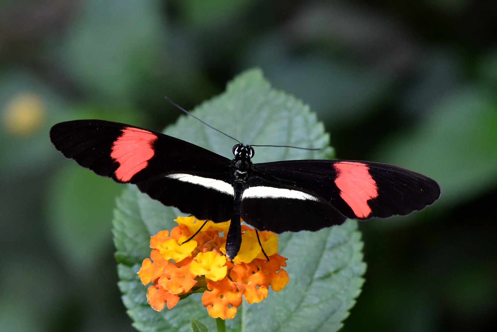 Großer Kurier - Heliconius melpomene