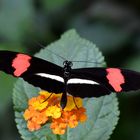 Großer Kurier - Heliconius melpomene