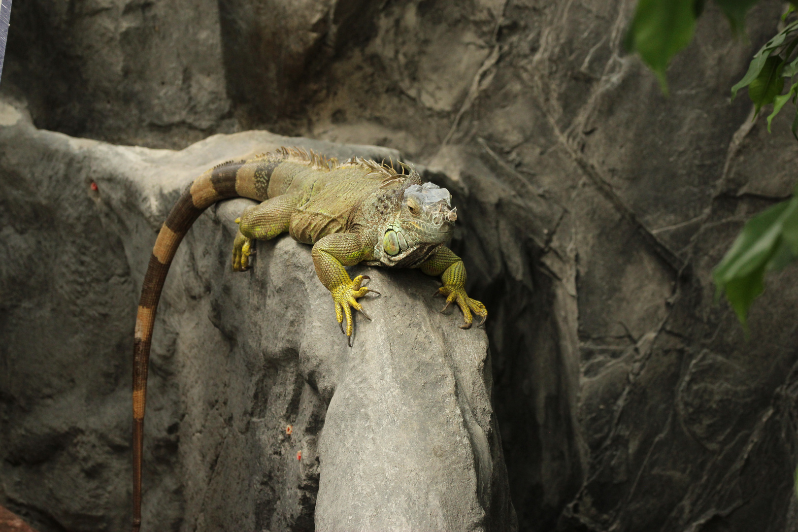 Großer Leguan...