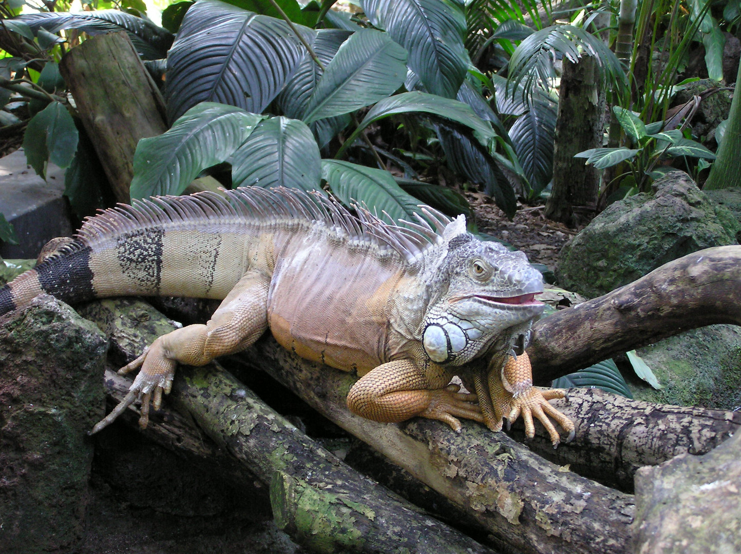 grosser Leguan