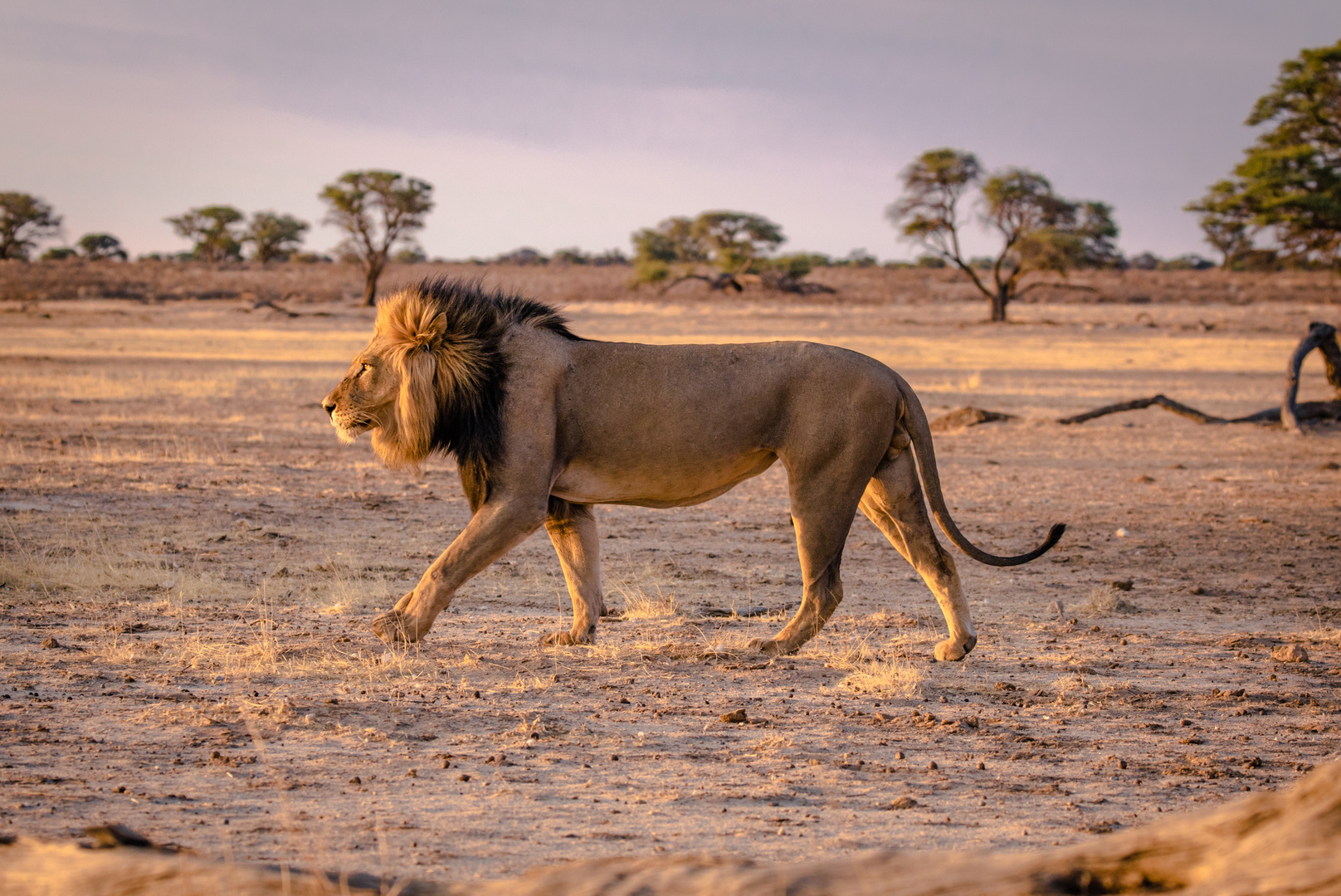 Großer Löwe im Kgalagadi