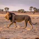 Großer Löwe im Kgalagadi