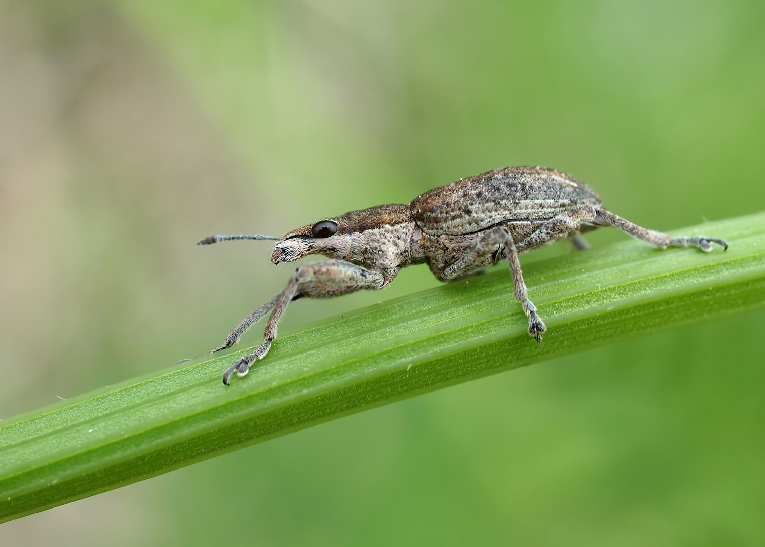 Großer Lupinen-Blattrandrüssler