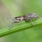 Großer Lupinen-Blattrandrüssler