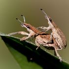 großer lupinenblattrandkäfer