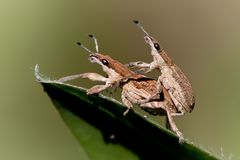 großer lupinenblattrandkäfer