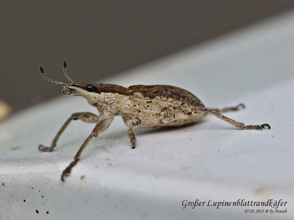 Großer Lupinenblattrandkäfer