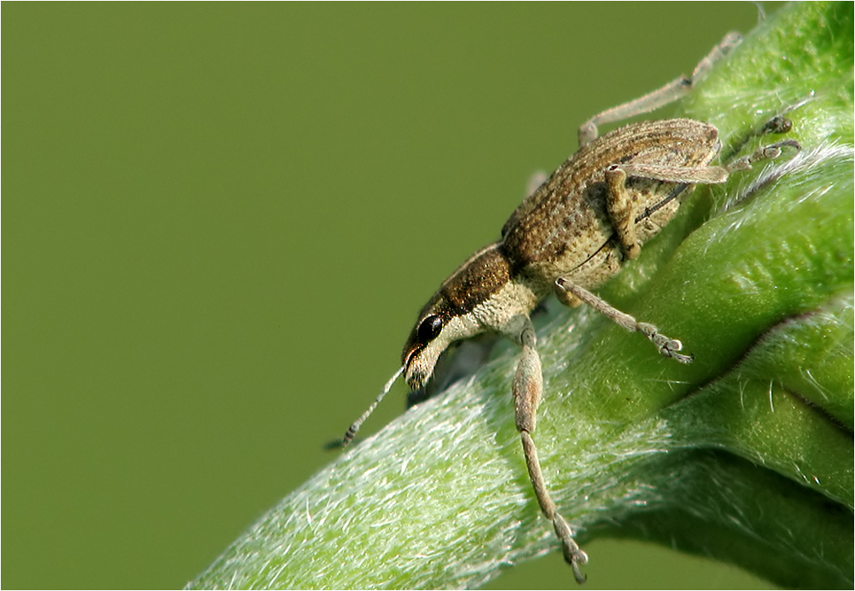   Großer Lupinenblattrandkäfer ?