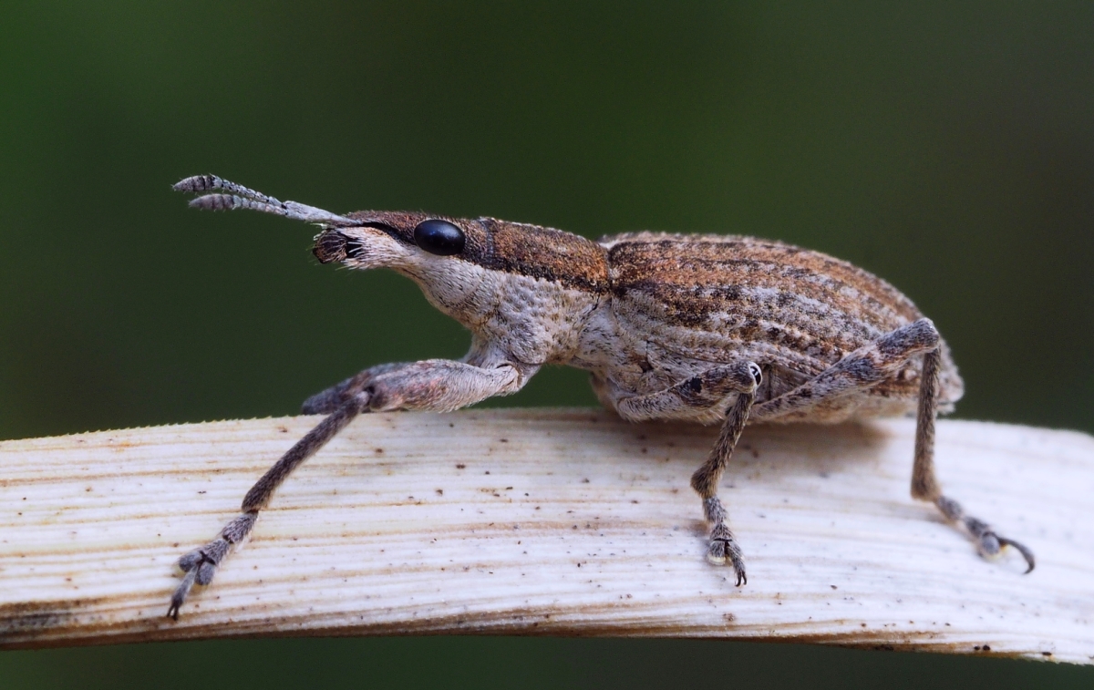 Großer Lupinenblattrandkäfer (Sitona gressorius)