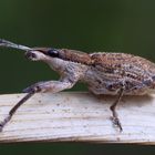 Großer Lupinenblattrandkäfer (Sitona gressorius)