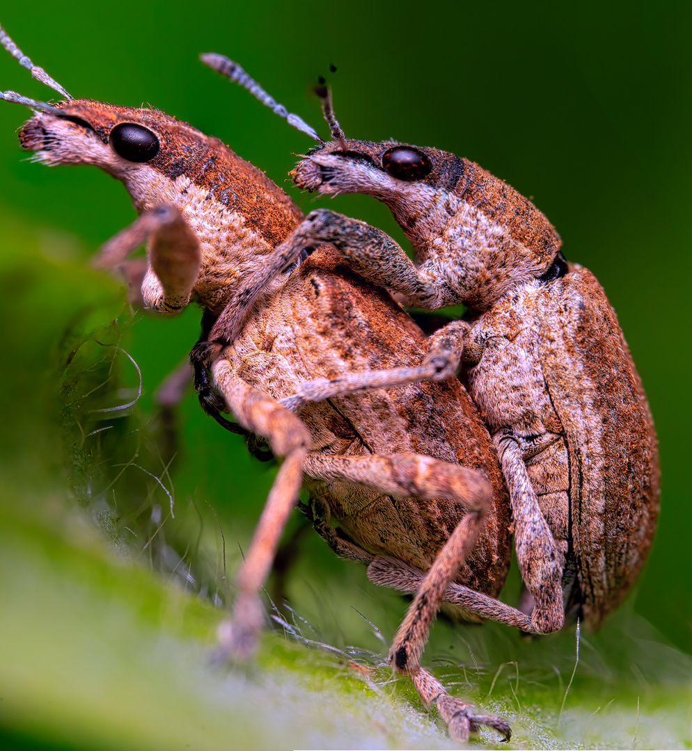 Großer Lupiner-Blattrandkäfer