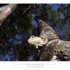 Großer Madagaskar-Baumleguan