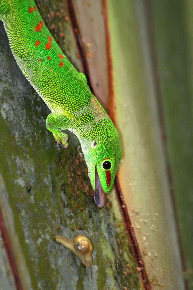 Grosser Madagaskar-Taggecko