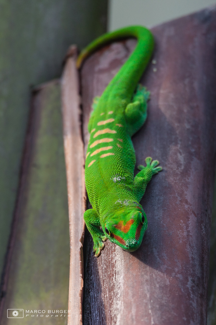 Grosser Madagaskar Taggecko