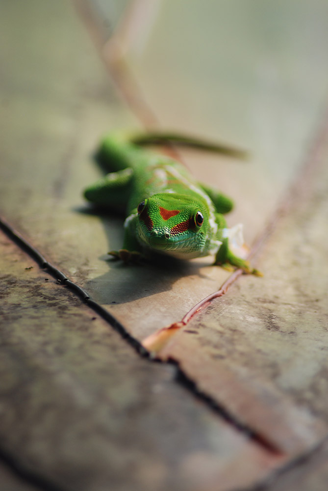 Grosser Madagaskar-Taggecko