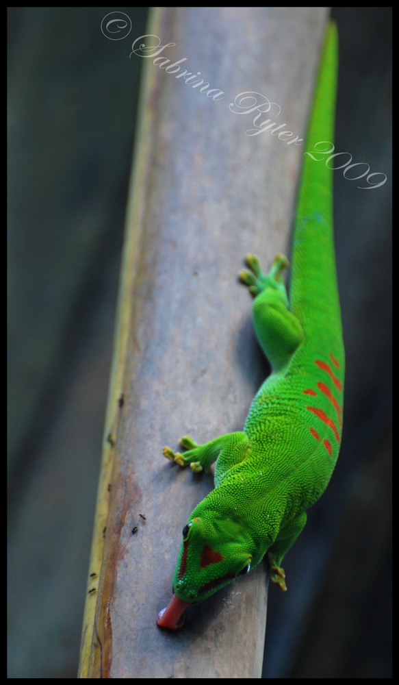 Grosser Madagaskar-Taggecko