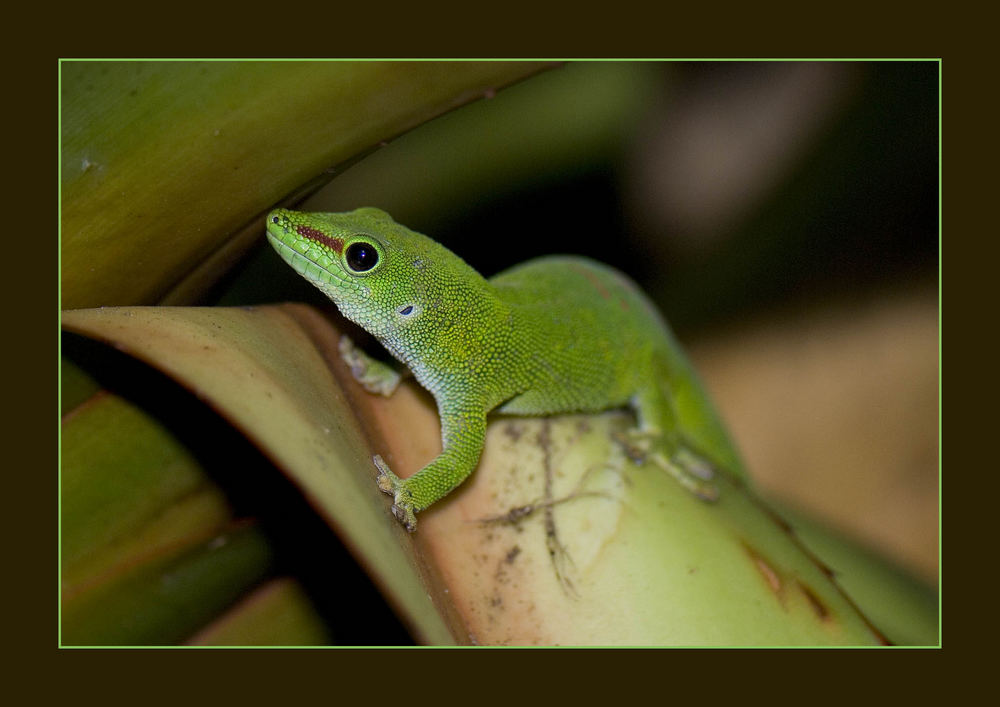 Grosser Madagaskar-Taggecko