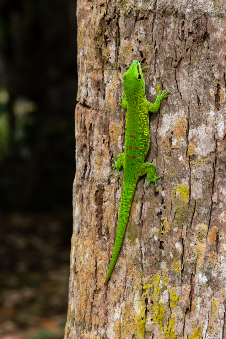 Großer Madagaskar-Taggecko