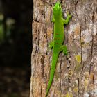 Großer Madagaskar-Taggecko