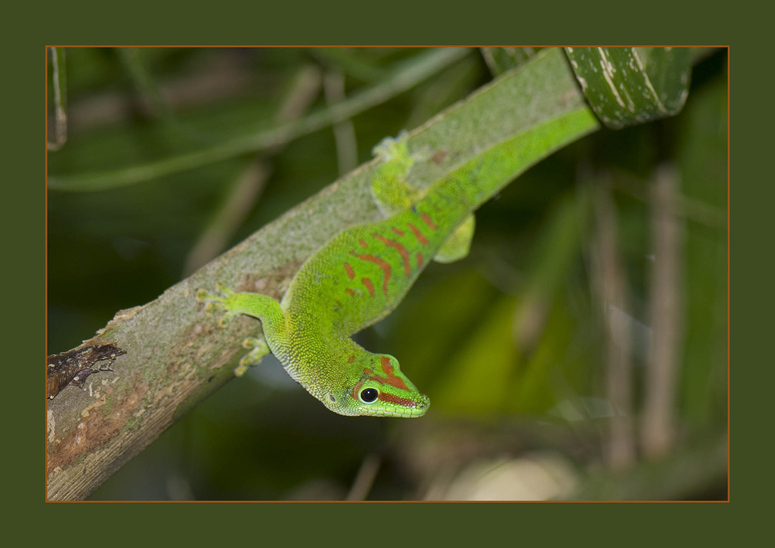 Grosser Madagaskar-Taggecko