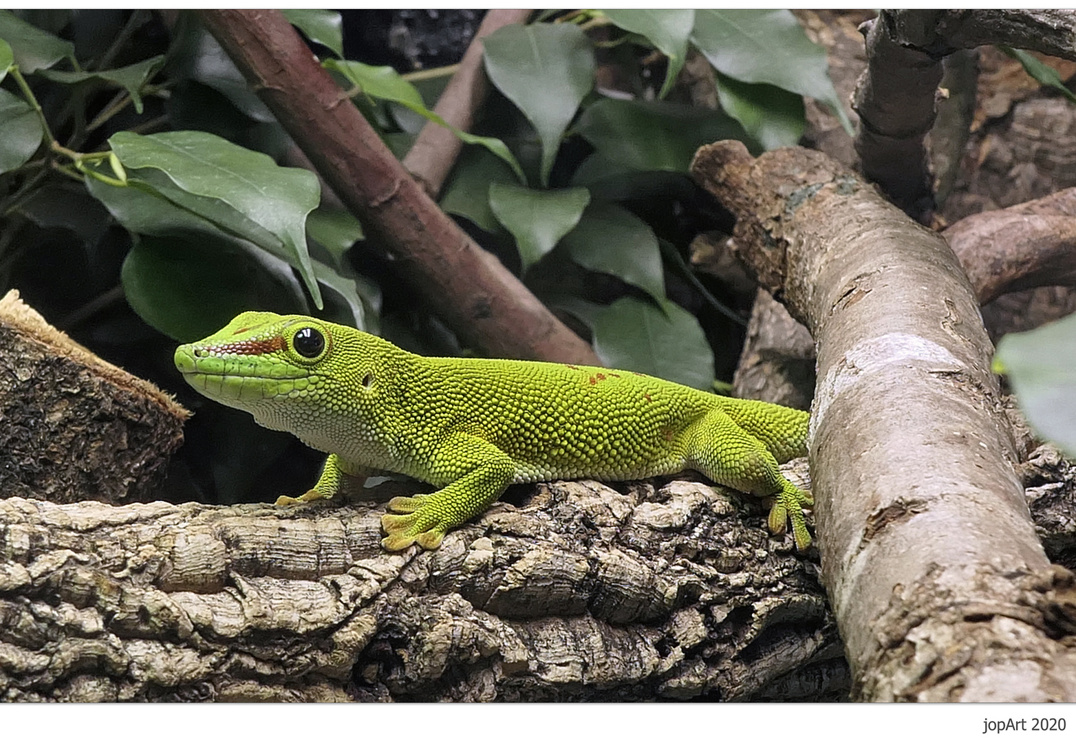 Großer Madagaskar-Taggecko...