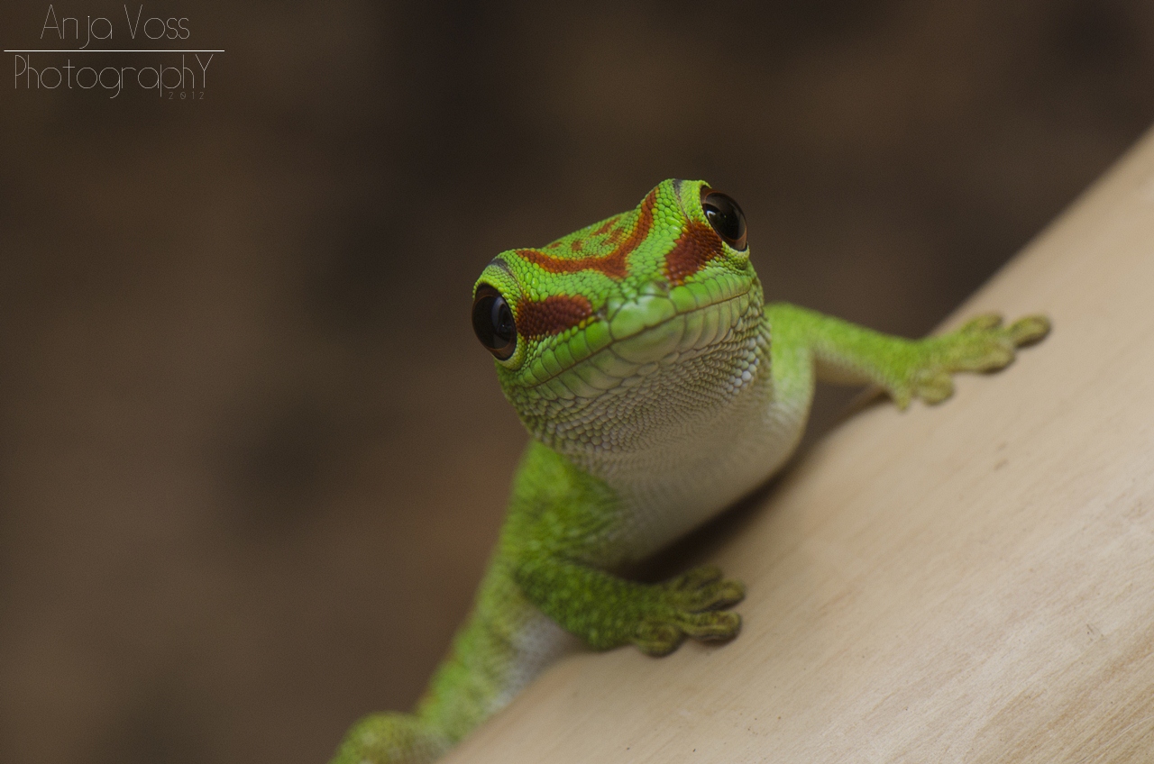 Großer Madagaskar Taggecko