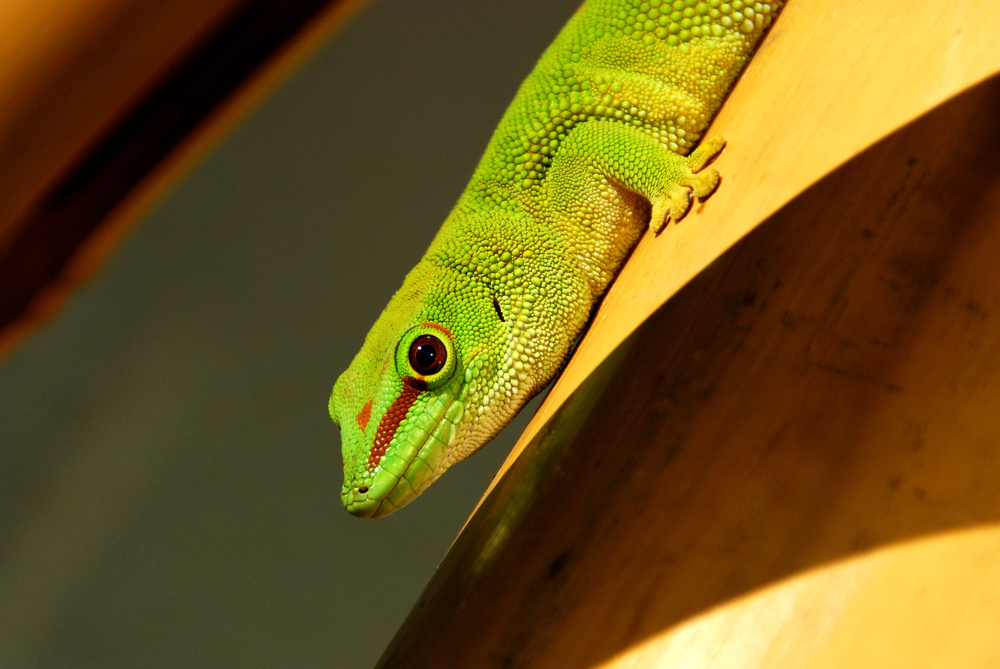 Großer Madagaskar Taggecko