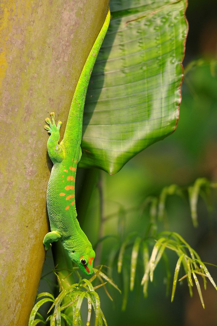 Grosser Madagaskar-Taggecko