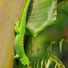 Grosser Madagaskar-Taggecko