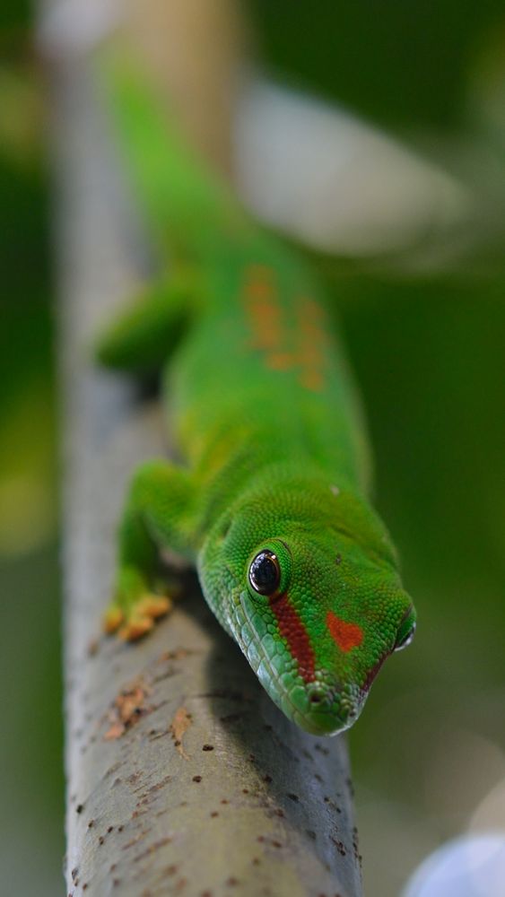 Grosser Madagaskar-Taggecko