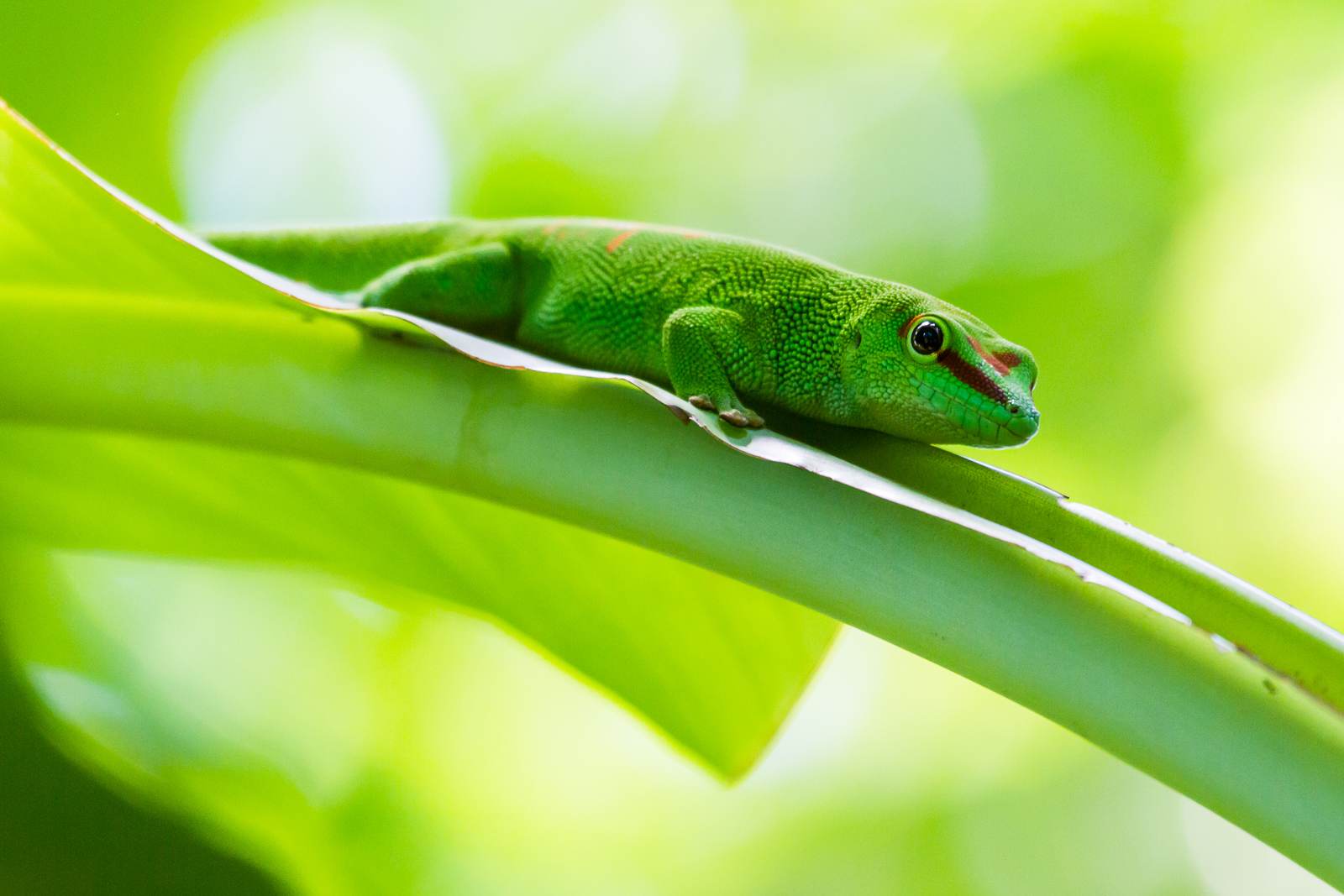 Grosser Madagaskar Taggecko