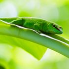 Grosser Madagaskar Taggecko