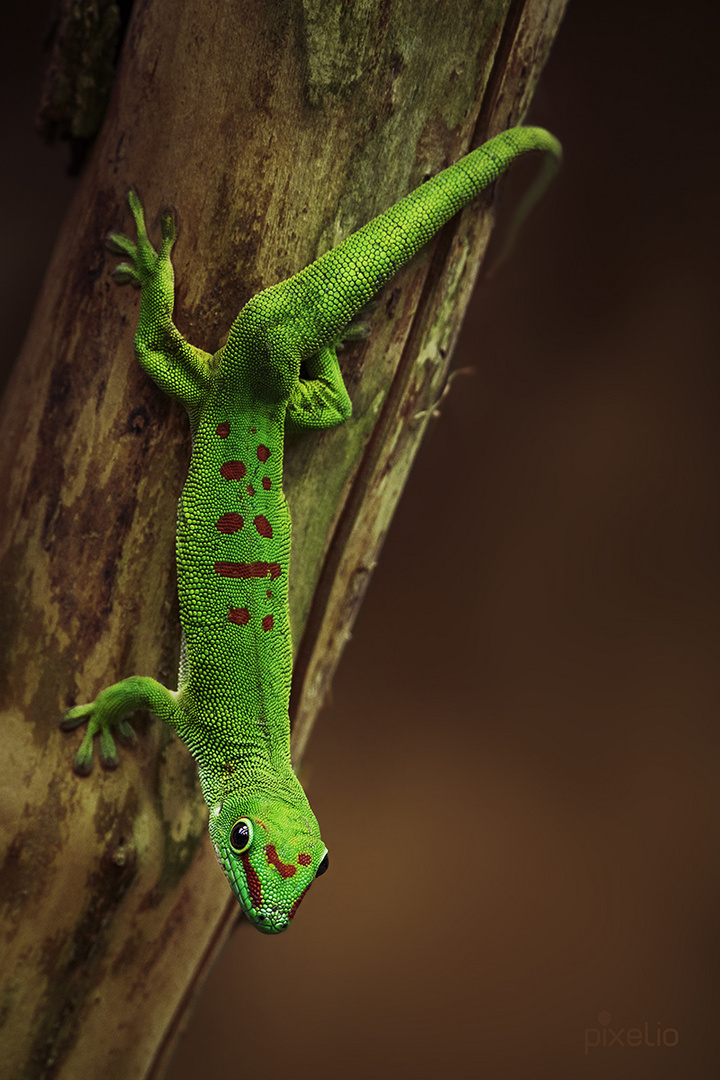 Großer Madagaskar-Taggecko