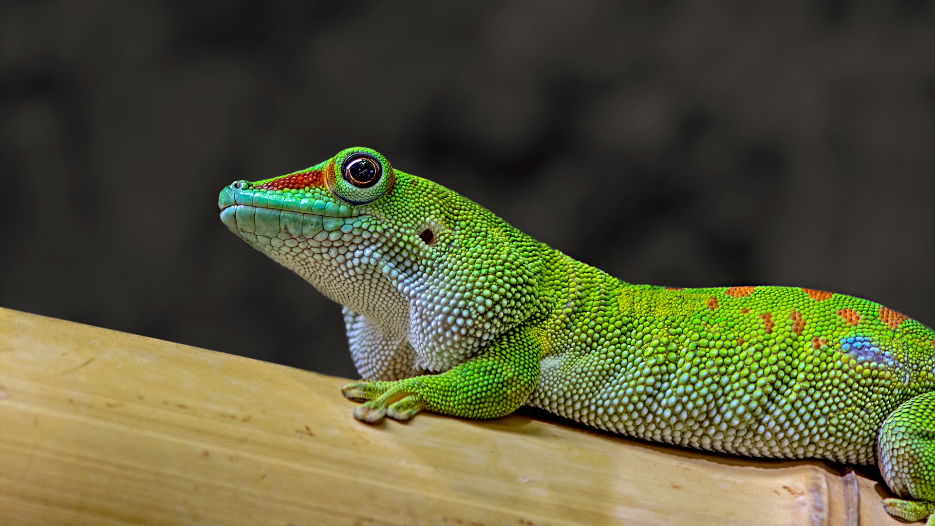 Großer Madagaskar-Taggecko Foto & Bild | grün, natur, tiere Bilder auf