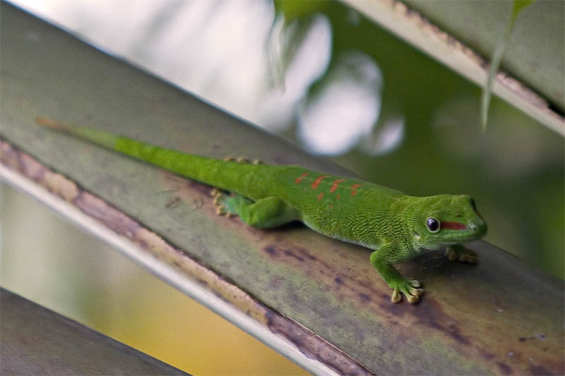 Grosser Madagaskar-Taggecko