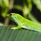 Grosser Madagaskar Taggecko