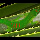 Grosser Madagaskar-Taggecko...