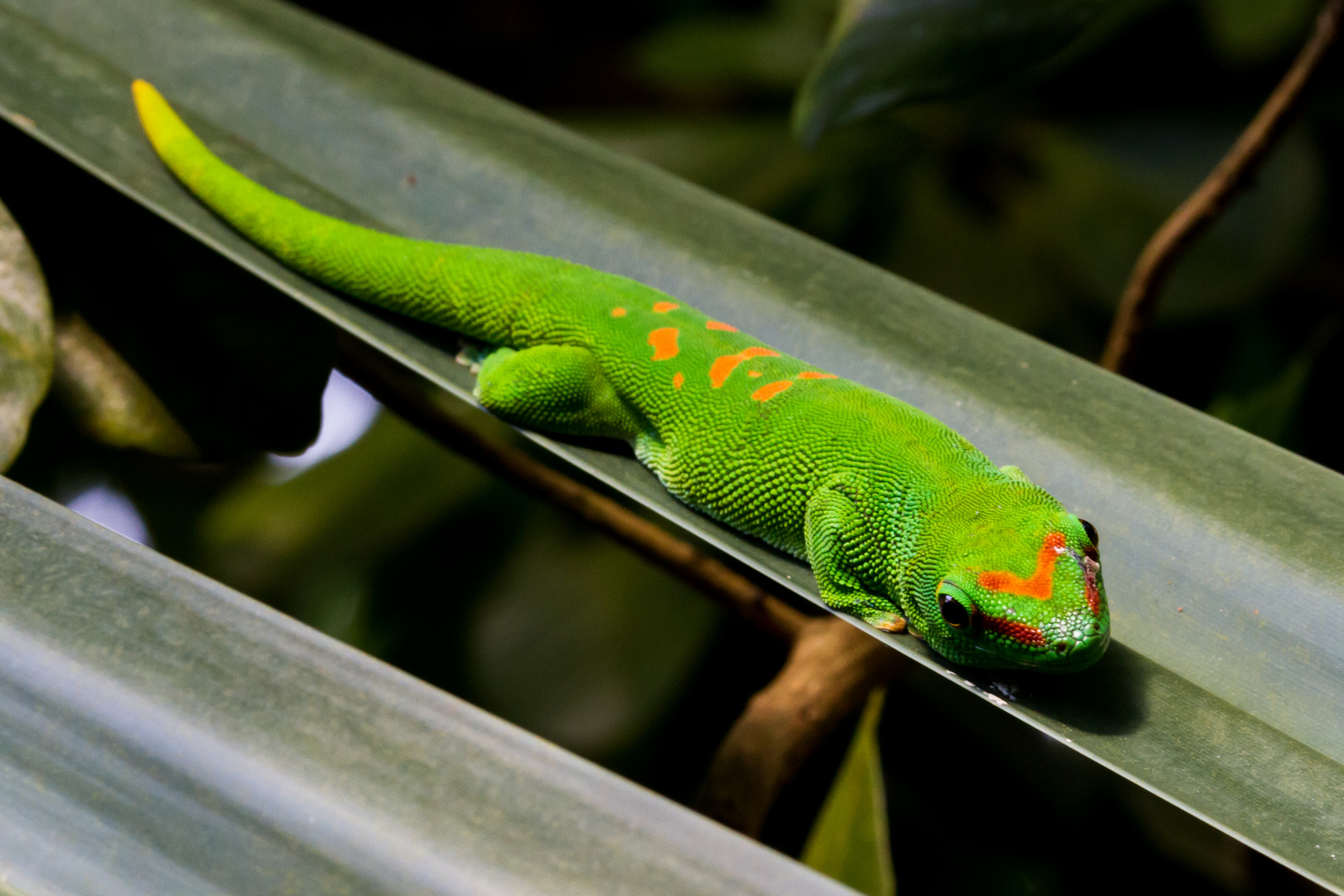 Grosser Madagaskar-Taggecko