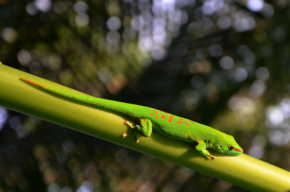 Grosser Madagaskar-Taggecko