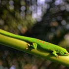 Grosser Madagaskar-Taggecko