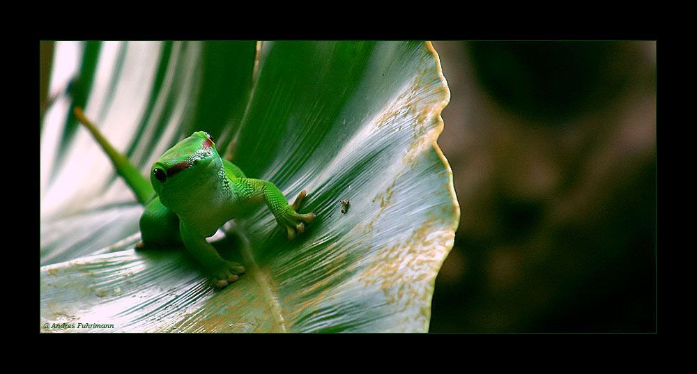 Grosser Madagaskar Taggecko